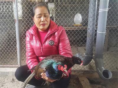 Nam Định: Nuôi loài chim quý hiếm bán giống, bỏ túi cả chục triệu đồng/tháng