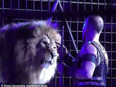 Clip: Kinh hoàng khoảnh khắc sư tử lao tới cắn xé huấn luyện viên trước mặt khán giả