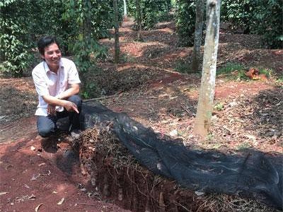 Bà Rịa-Vũng Tàu: Cho cây dại ở với tiêu, đào cả tấn củ, bán đắt tiền