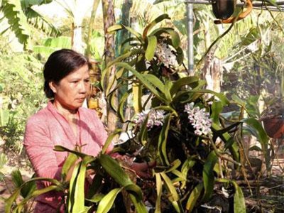 Bà Rịa-Vũng Tàu: Biến đất rẫy thành vườn lan bạc tỷ