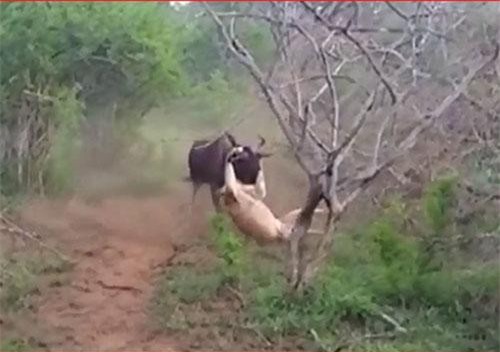 CLIP: Linh dương chống trả sư tử quyết liệt để giành sự sống