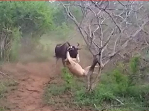 CLIP: Linh dương chống trả sư tử quyết liệt để giành sự sống