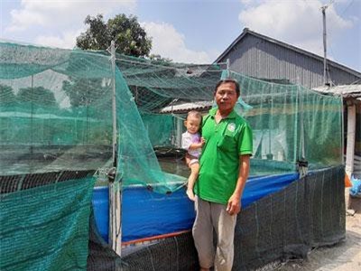An Giang: Nuôi cá lóc trên cạn, vừa bế cháu mà vẫn kiếm 150 triệu