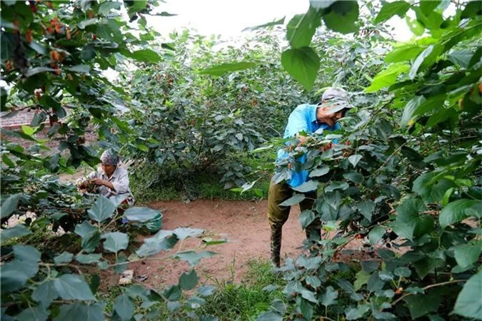 Nông dân ngoại thành Hà Nội mỏi tay thu hoạch dâu chín - 1