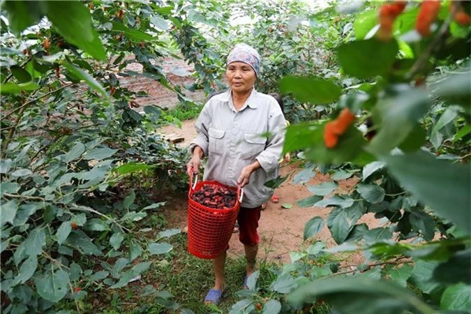 Nông dân ngoại thành Hà Nội mỏi tay thu hoạch dâu chín - 15