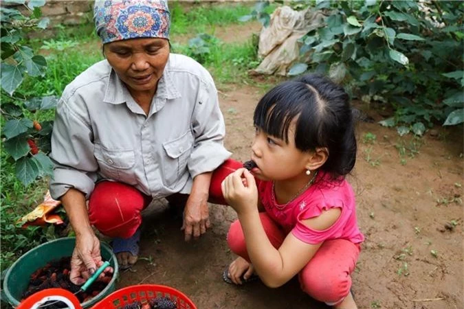 Nông dân ngoại thành Hà Nội mỏi tay thu hoạch dâu chín - 16