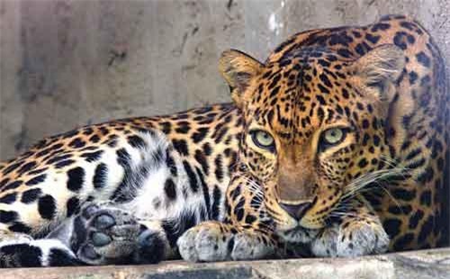 Đến thăm bà, bé 5 tuổi bị báo hoa mai âm thầm theo dõi, vồ mang đi