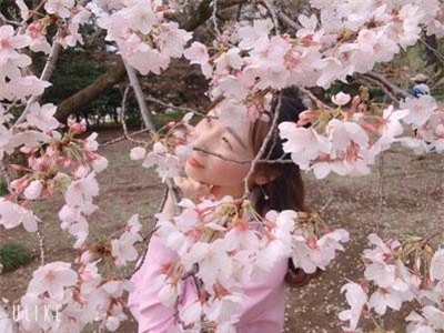 Ngắm hoa anh đào nở - Ngẫm về sự thanh cao, khiêm nhường của người Nhật