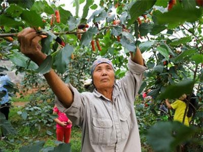 Clip: Nông dân ngoại thành Hà Nội mỏi tay thu hoạch dâu chín