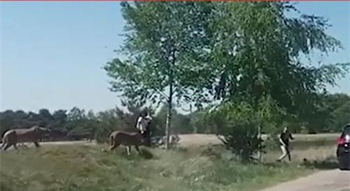 CLIP: Rời khỏi xe chụp hình selfie, cả gia đình bị đàn báo truy sát