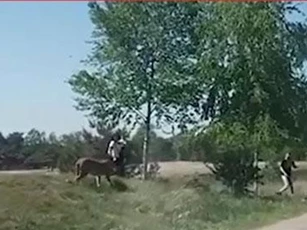 CLIP: Rời khỏi xe chụp hình selfie, cả gia đình bị đàn báo truy sát