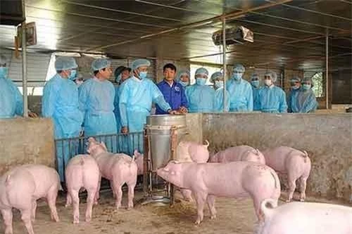 Lãnh đạo UBND TP Hà Nội kiểm tra công tác phòng, chống dịch tả lợn châu Phi tại huyện Đan Phượng. (Ảnh: ANTĐ)