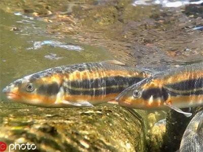 Ấn tượng cảnh đàn cá hoa vàng vượt thác sinh sản