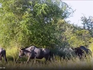 CLIP: Kỳ lạ cả đàn linh dương đầu bò đi quanh 1 gốc cây