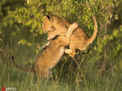 Ngoạn mục anh em sư tử kịch chiến đầy bản lĩnh