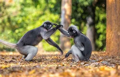 Vọoc đen "đấu" với đồng loại không thua võ sư Thiếu Lâm