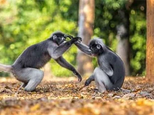 Vọoc đen "đấu" với đồng loại không thua võ sư Thiếu Lâm