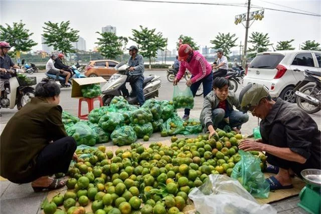 Dân Thủ đô giải cứu quýt sạch cho nông dân Nghệ An - 1