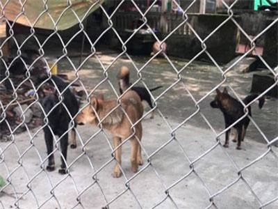 CLIP: Xử lý chủ nuôi đàn chó cắn chết bé trai 7 tuổi ở Hưng Yên như thế nào?