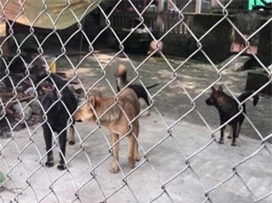 CLIP: Xử lý chủ nuôi đàn chó cắn chết bé trai 7 tuổi ở Hưng Yên như thế nào?