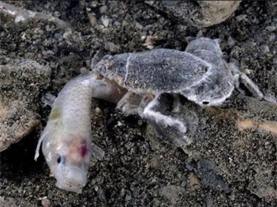 CLIP: Đáng sợ loài 'quái vật' hút máu ăn thịt con mồi to hơn gấp 10 lần