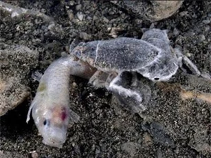 CLIP: Đáng sợ loài 'quái vật' hút máu ăn thịt con mồi to hơn gấp 10 lần