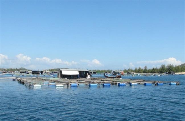 Khánh Hoà: 80% tôm hùm giống phải nhập khẩu