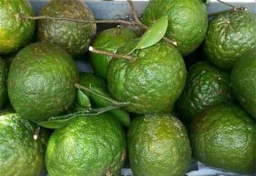 Cam sành mùa nghịch giảm giá mạnh tại ĐBSCL