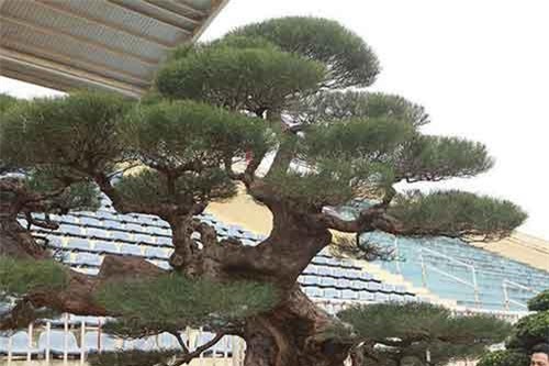 Cây phi lao như "củi khô" mà trả tiền tỷ chưa bán