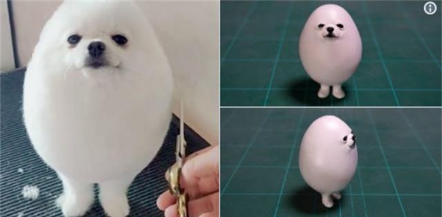 "Chú chó hình quả trứng" Pom Pom khiến dân mạng phát cuồng
