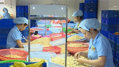 Tăng sức bật cho hạt điều xuất khẩu