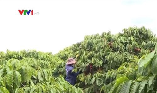 Cà phê Việt Nam "đổ bộ" thị trường Nhật Bản