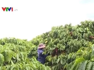 Cà phê Việt Nam "đổ bộ" thị trường Nhật Bản