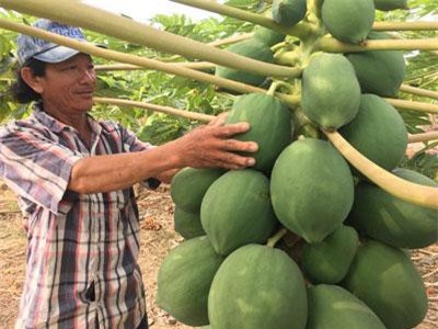 Khánh Hòa: Những cây đu đủ "mang nặng đẻ đau" ra chi chít trái "khổng lồ"