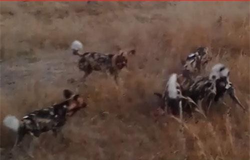 CLIP: Báo hoa mai "hớt tay trên" của đàn chó hoang