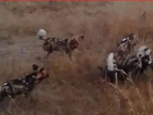 CLIP: Báo hoa mai "hớt tay trên" của đàn chó hoang