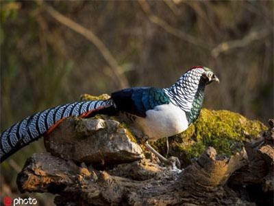 Chim trĩ bụng trắng cực hiếm xuất hiện, mê hoặc lòng người