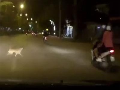 CLIP HOT (8/4): Nam thanh niên suýt bỏ mạng khi tông phải chó thả rông, nét quyến rũ của nữ họa sĩ truyện tranh 