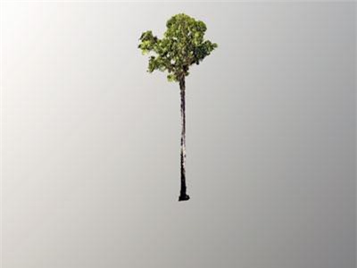 Phát hiện cây cao nhất thế giới có chiều dài hơn một sân bóng đá