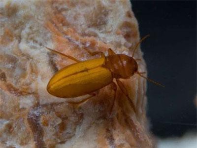 Những con bọ cánh cứng sống trong môi trường kỳ lạ nhất trên Trái Đất