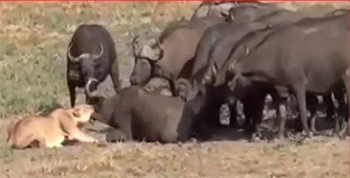 CLIP: Đàn trâu rừng giải cứu đồng loại thoát khỏi sư tử