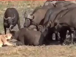 CLIP: Đàn trâu rừng giải cứu đồng loại thoát khỏi sư tử