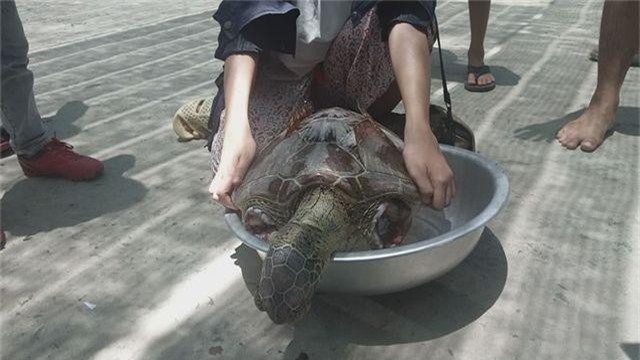 Phát hiện xác rùa biển quý hiếm bị cắt cụt 2 chi trước - 1