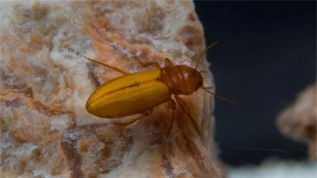 Những con bọ cánh cứng sống trong môi trường kì lạ nhất trên Trái Đất - 1