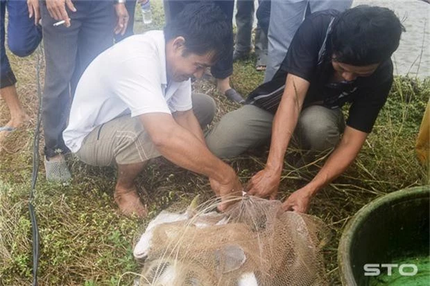 nuoi ca bong lau trong ao dat, thu 17 tan/ha, ban 1 ky loi 30 ngan hinh anh 1