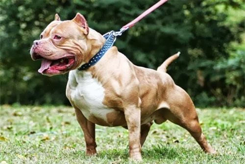 Chó Pitbull rất hung dữ.