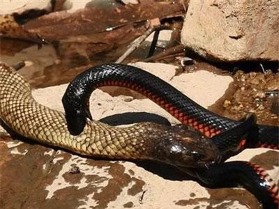 Trận chiến thế kỷ giữa hai loài rắn cực độc