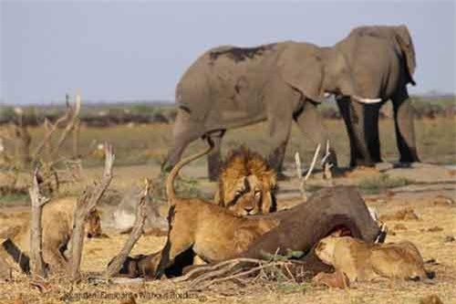 Sư tử săn voi ăn thịt, "đấu trí" chó hoang cơ hội