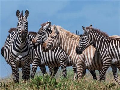 Phát hiện ngựa vằn lông vàng siêu hiếm