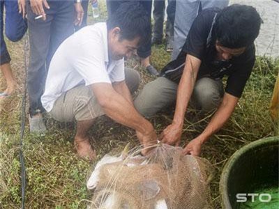 Sóc Trăng: Nuôi cá bông lau trong ao đất, thu 17 tấn/ha, bán 1 ký lời 30 ngàn